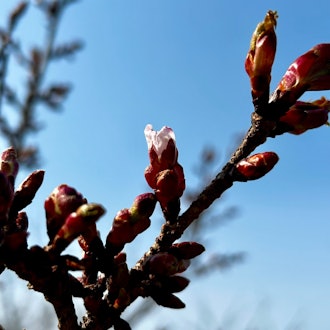 [相片2]本周拍摄的照片 📷松前城郭 资料 资料馆将于4月10日开始开放。它已经开始了 🏯第二张和第三张照片中的樱花品种名称如下 👇第二张照片：神鞍花蕾第3张照片：兼六园冬季樱花每年的这个时候在松前公园不仅有樱