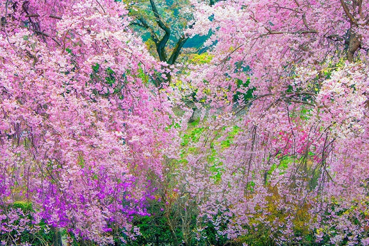 [画像1]撮影地 東京都青梅市 安楽寺花の寺で知られる安楽寺 春は梅から始まり牡丹まで来る人を楽しませてくれます。