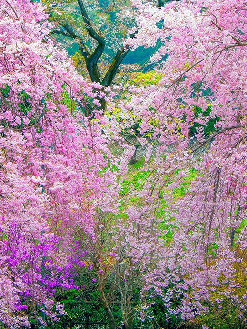 [画像1]撮影地 東京都青梅市 安楽寺花の寺で知られる安楽寺 春は梅から始まり牡丹まで来る人を楽しませてくれます。