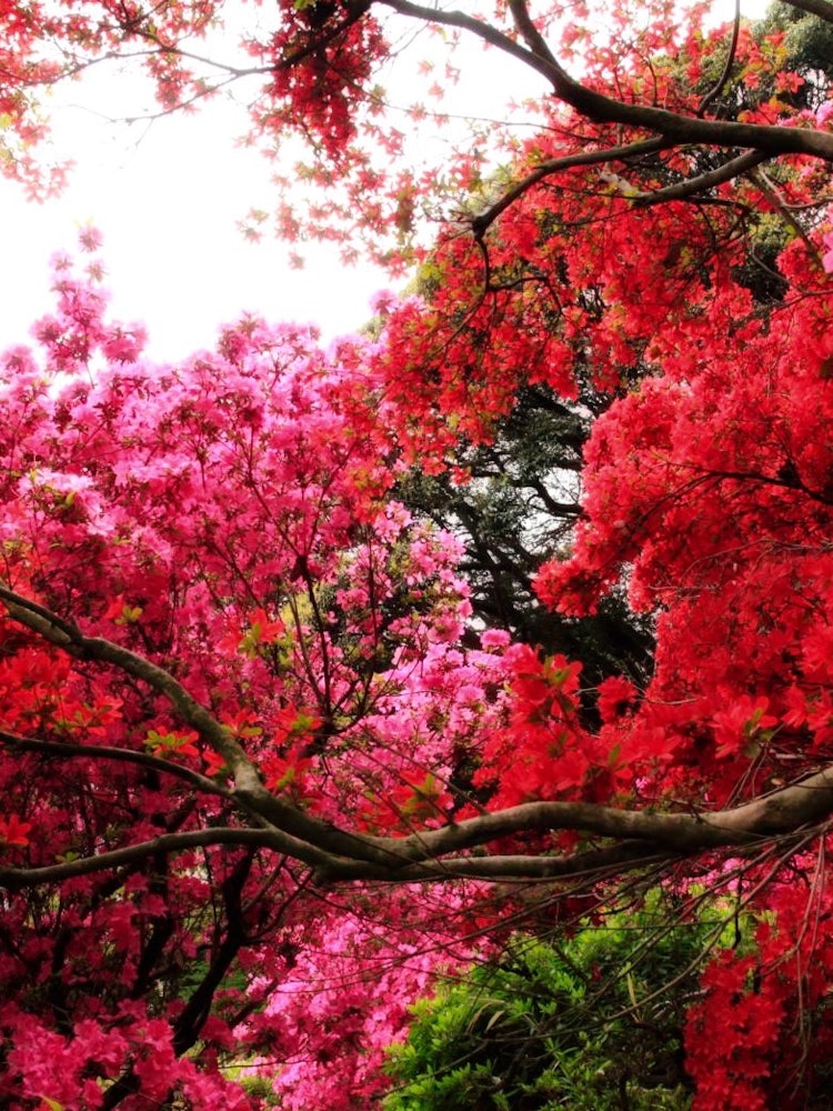 [相片1]在館林市，杜鵑花盛📸開。每年，都📸✨✨非常美麗