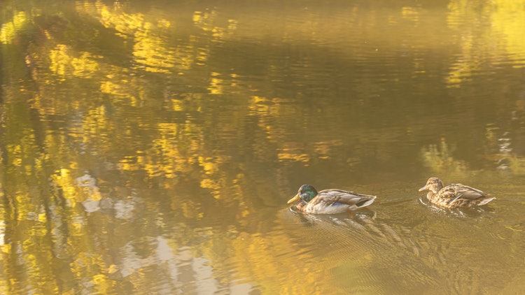 [相片1]鸭子在秋日的阳光下优雅地游泳拍摄地点是札幌的中岛公园由于是红叶季节，池塘被染成山岳般的色彩，秋天的阳光柔和地包裹着它。