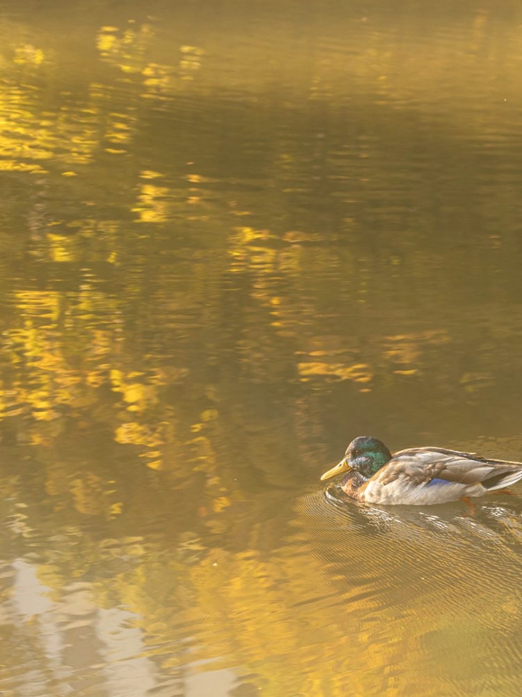 [画像1]秋の日差しに優雅に泳ぐ鴨撮影場所は札幌にある中島公園です紅葉時期ともあり池を山吹色に染め、秋の日差しが柔らかく包み込んでいます