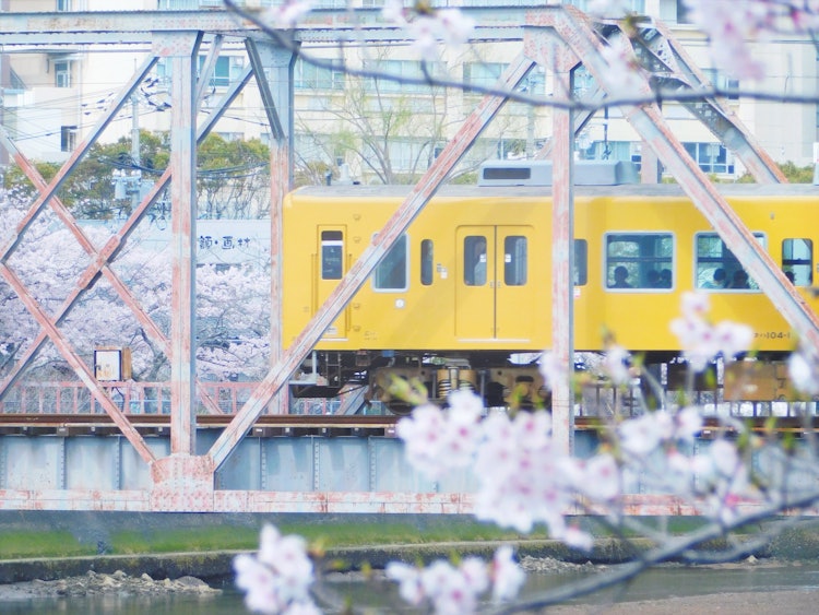 [相片1]在盛开的樱花中，我拍下了黄色火车缓缓驶过的那一刻。这明媚温馨的风景，让我对新的一年有了希望。