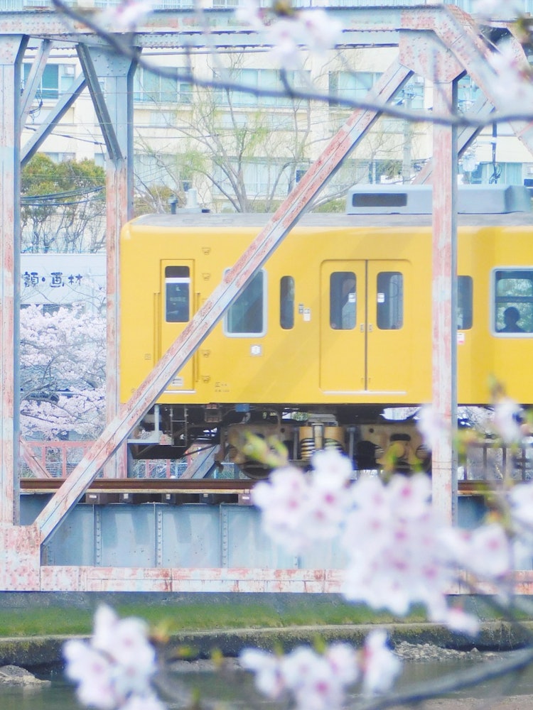[画像1]満開の桜の中、ゆったりと黄色い電車が通りすぎて行く瞬間を撮りました。明るく暖かなこの景色に、新年度への希望の気持ちが湧いてきました。