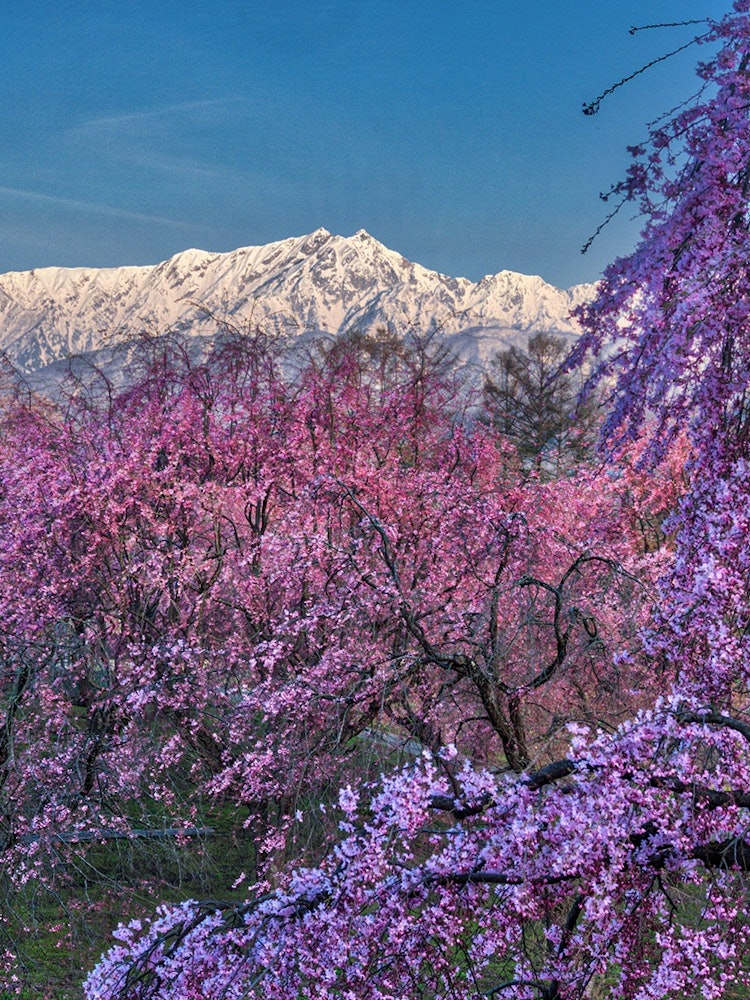 [Image1]Spring scenery of Shinshu 