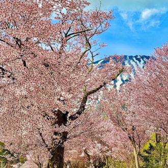 [画像2]春夏には、緑と青の新天✨を背景に北海道の蝦夷富士「羊蹄山」が舞台に四季折々の美しい羊蹄山の美しい景色は、北海道ニセコ地方を代表する風景のひとつ春には羊蹄山が桜と対になり、全体がおとぎの国のようで、感心