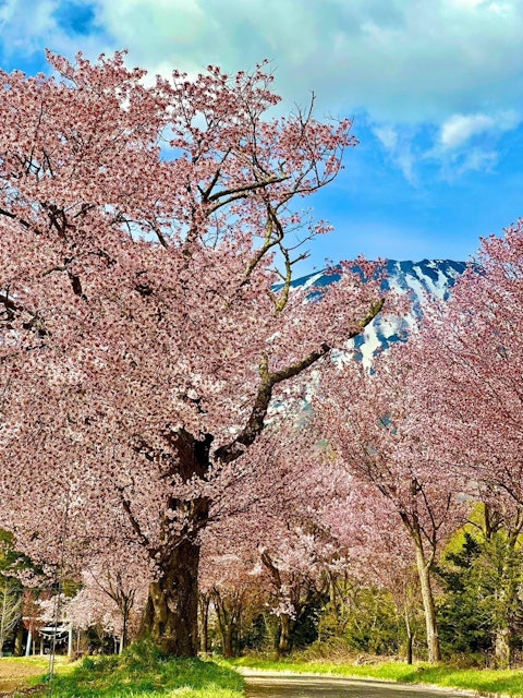 [画像2]春夏には、緑と青の新天✨を背景に北海道の蝦夷富士「羊蹄山」が舞台に四季折々の美しい羊蹄山の美しい景色は、北海道ニセコ地方を代表する風景のひとつ春には羊蹄山が桜と対になり、全体がおとぎの国のようで、感心