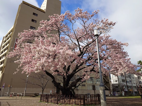 [이미지1]2/26 촬영나기사 작은 공원의 일찍 피는 오시마 벚꽃이 이제 만개했습니다.이 큰 벚나무는 오시마 벚꽃과 왕벚꽃을 교배하여 만들어진 품종으로 알려져 있으며, 매년 3월 상순~중순에