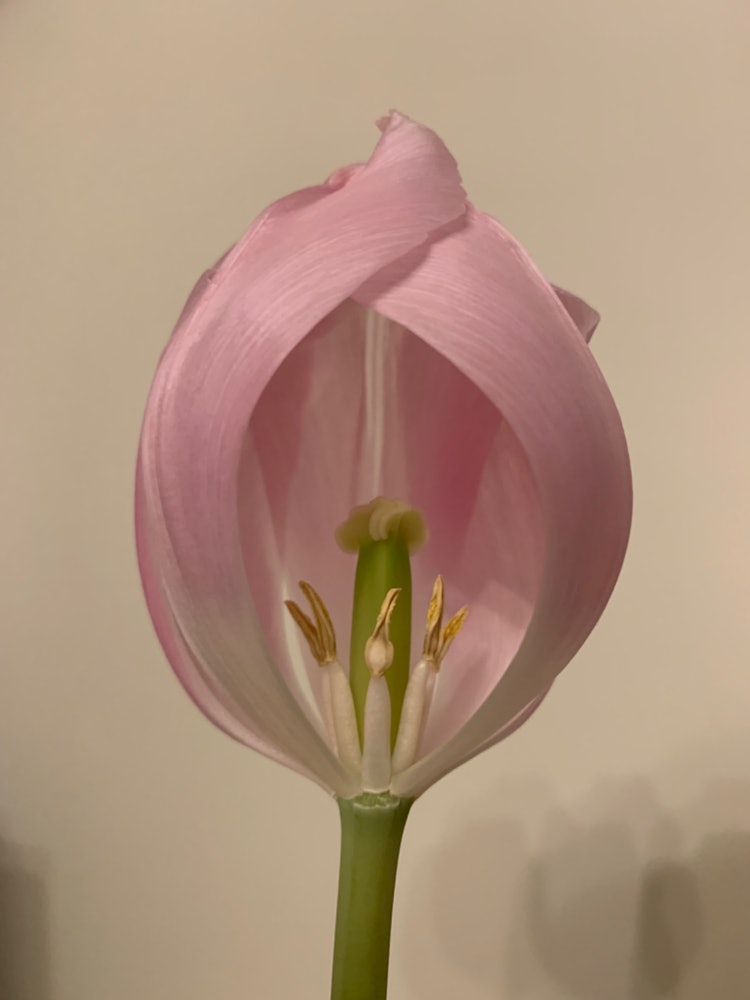 [Image1]Tulips from Fukaya City, Saitama Prefecture.I bought it and hung it in my room for two weeks, and on