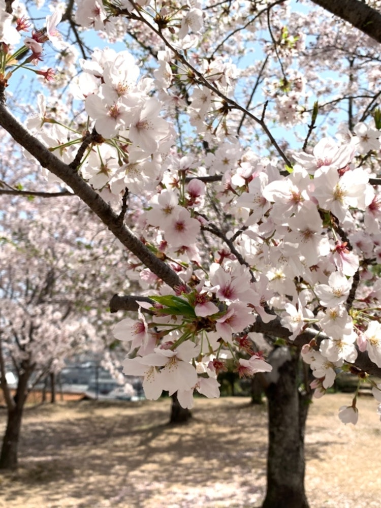[Image1]It's good when it's in full bloom, but it's also great 🌸 to dare to see the cherry blossoms when the
