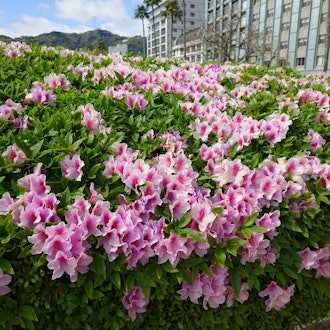 [Image2]4/17 Azaleas on the sundeck and wisteria at Atami Port Sanremo Park are in Best time to visit!