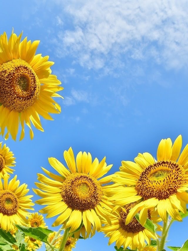 [Image1]Speaking of summer, sunflowersHamamatsu, ShizuokaIt is a sunflower field in Hamanako Garden Park.