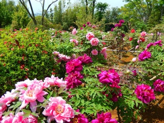 [이미지2]【이세하라 플라워 정보】4.12제공: Sugiyama Doken Co., Ltd.,철쭉 정원은 현재 일반에 공개되어 있습니다.이세하라에서는 아는 사람만이 벚꽃 후의 즐거움에 대해 