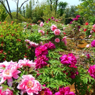 [Image2]【Isehara Flower Information】4.12Courtesy of Sugiyama Doken Co., Ltd.,The azalea garden is now open t