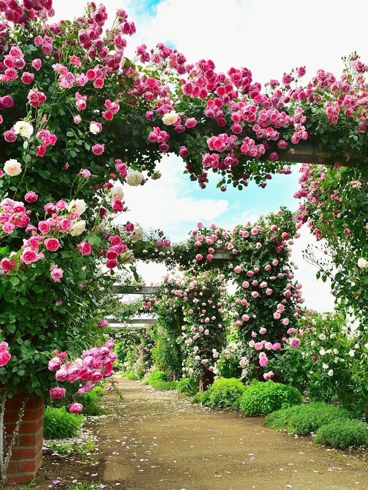 [画像1]長野県中野市のバラ公園こと、一本木公園です。 沢山のバラと香りに包まれます。