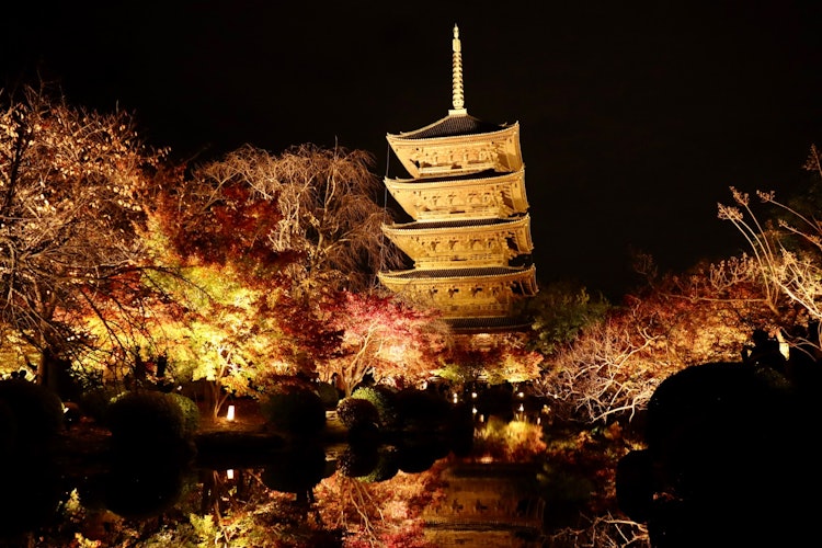 [相片1]点亮京都府京都市的“东寺”。红叶季节。