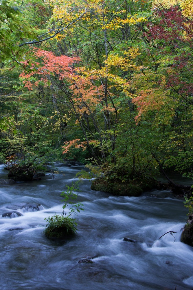 [相片1]奥入濑峡谷的新鲜绿色也很美。 秋天的红叶为秋天的徒步旅行增添了色彩。 沿着山涧到处都是红叶景点！ 请享受与纯净水一起散步的乐趣。