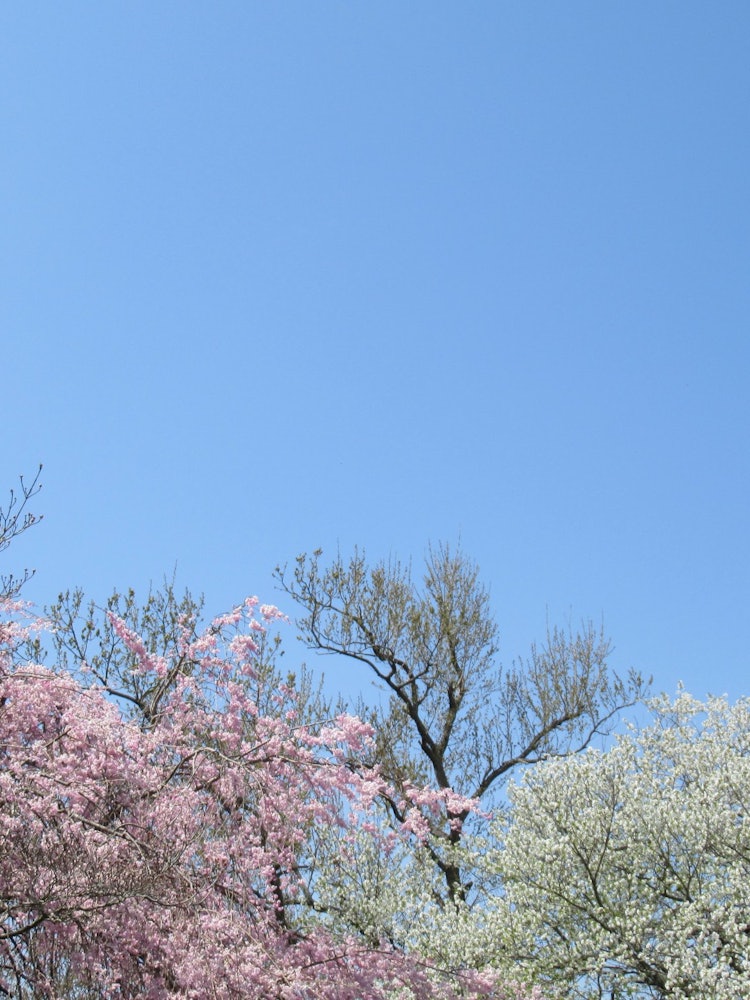 [이미지1]푸른 하늘에 빛나는 빨간색과 흰색 벚꽃
