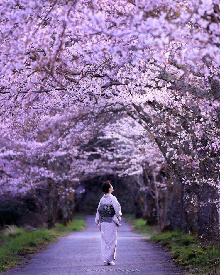 [相片1]「清晨的櫻花路」地點：岡山縣＊~清晨的櫻花路~一排美麗的櫻花樹延伸到神社約1公里。清晨被柔和陽光包圍的櫻花隧道是一個美妙的景象。
