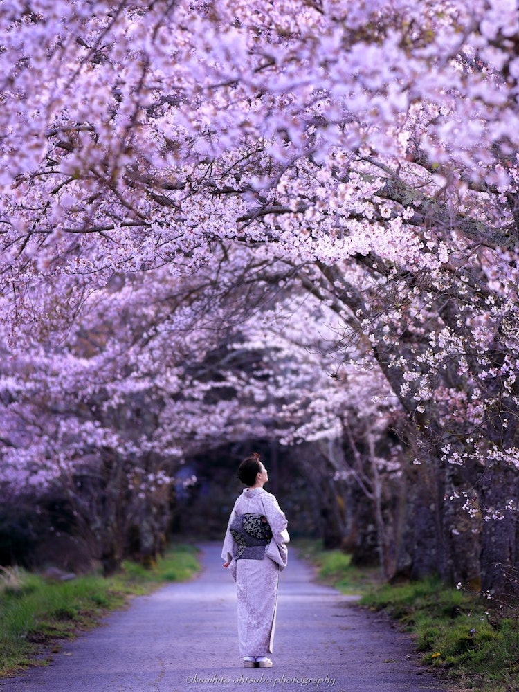 [Image1]「Sakura Road in the early morning」location：Okayama Prefecture＊～Sakura Road in the early morning～A ro