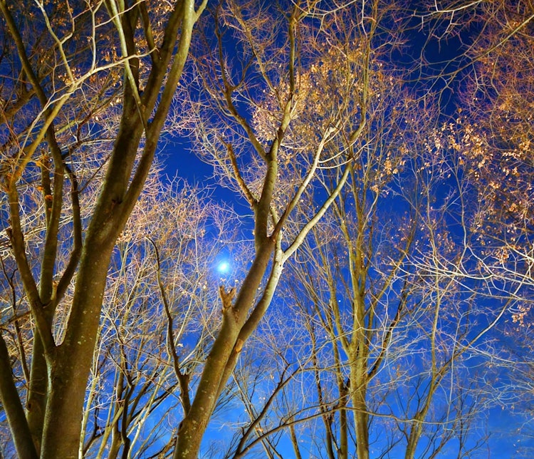 [画像1]自宅付近からの撮影。葉が落ちた木々の間から見えるお月様がとても幻想的な夜でした。