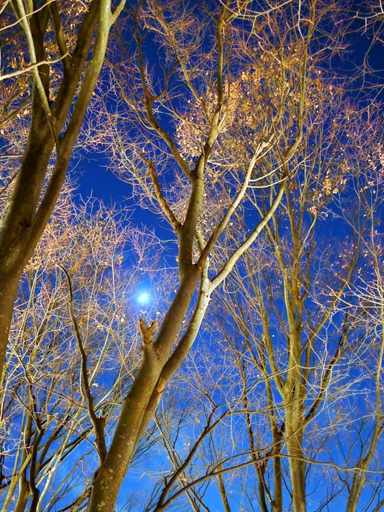 [Image1]Taken from near my home.The moon seen through the trees where the leaves had fallen was a very fanta