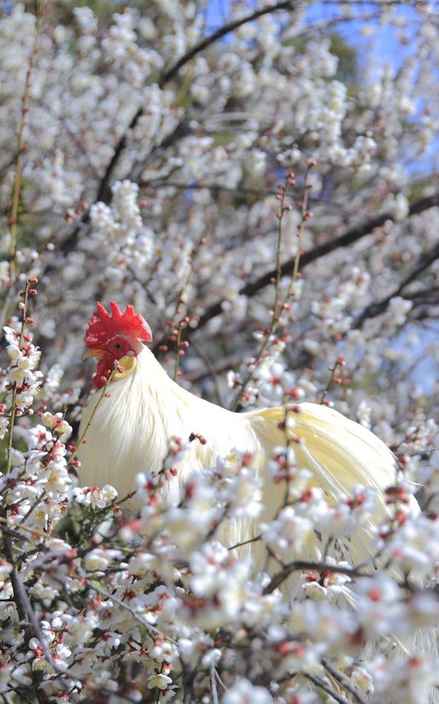 [画像1]日本鶏と梅の花