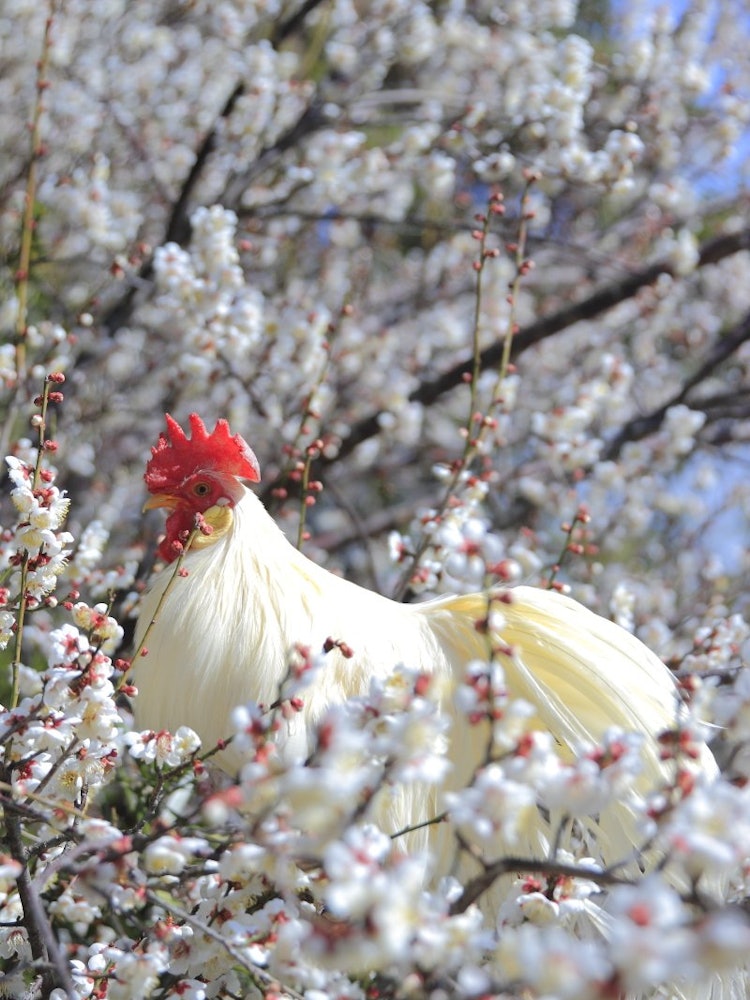 [相片1]日本的鸡和梅花