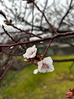 [이미지1]안녕하세요!이번에는 어제 사진을 찍었습니다.벚꽃 사진을 올립니다 📷마쓰마에쵸가 드디어 벚꽃 시즌에 접어🌸들고 있습니다.제1회 겨울 벚꽃10월 2일 벚꽃제3회 구조 처녀4번째 사진 