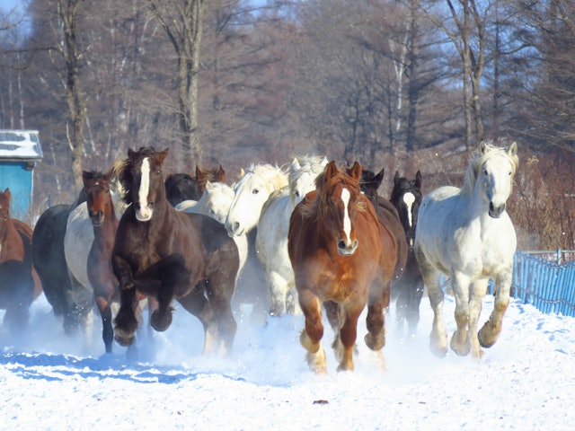 [画像1]今年も音更町の十勝牧場の馬追い運動が始まりました。冬季間の運動不足の解消妊娠馬の難産防止の為でサラブレッドの倍の体重があり身体も脚も太く迫力満点です。2月中旬から出産が始まるそう。