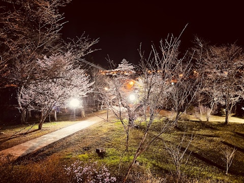 [이미지1]안녕하세요! 🙋‍♀️신토쿠 관광 협회.신토쿠 신사의 벚꽃🌸이 만개하고 일루미네이션💡이 시작되었습니다.올해부터는 자연 속에서 벚꽃이 부드럽게 🥰 눈에 띄도록 LED를 사용한 조명을 