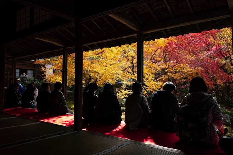 [이미지1]가을의 교토가 돌아왔다 🍁이곳은 교토부의 엔코지 사원입니다.현관에 앉아있는 사람들 📸코로나 재해에서는 이런 풍경을 보기 어려웠습니다.코로나 후의 단풍을 모두가 즐기고 있는 모습을 