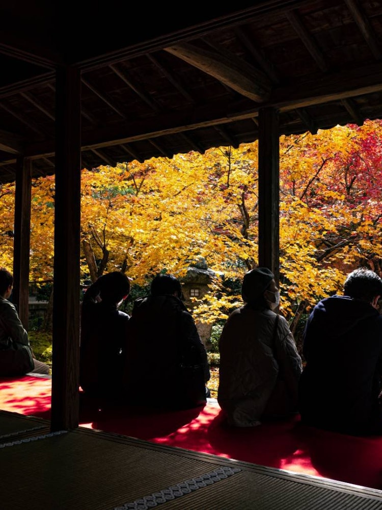 [相片1]秋天的京都又回來了 🍁這是京都府的恩科寺。坐在門廊上的人 📸在科羅納災難中，很難看到這樣的風景。😆 這是一件，你可以通過背面看到，每個人都在享受電暈后的紅葉我希望明年能平安無事，每個人都能像這樣享受它
