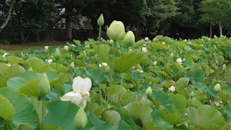 [相片1]福冈平冢川藏遗址公园的莲花。
