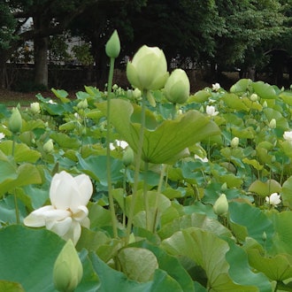 [Image1]FukuokaLotus flowers in Hiratsuka Kawazoe Ruins Park.