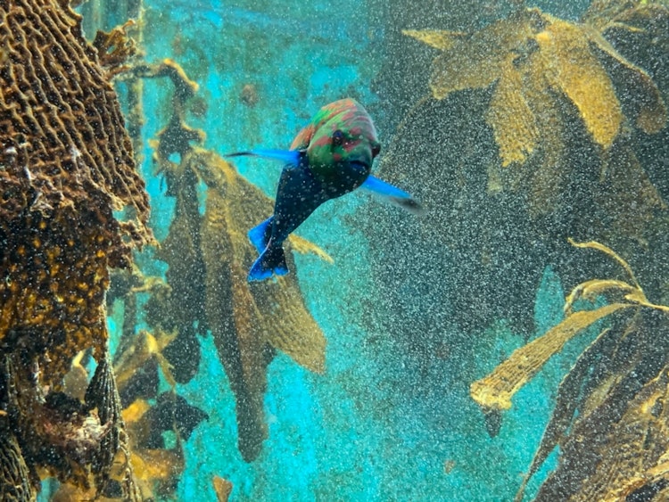 [相片1]名古屋港水族館。 有許多美麗的魚，冠狀病毒大流行似乎淨化了沉淪的感情。 一個我想再去的地方。
