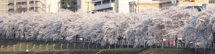 [相片1]壮观的樱花树 🌸该县最著名的樱花景点之一位于山形县山形市这是用[Umamigasaki Sakura Line]拍摄的照片。当你开车时，它非常美丽，仿佛你正在穿过一条樱花隧道。
