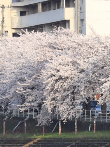 [Image1]Spectacular rows of cherry blossom trees 🌸One of the most famous cherry blossom spots in the prefect