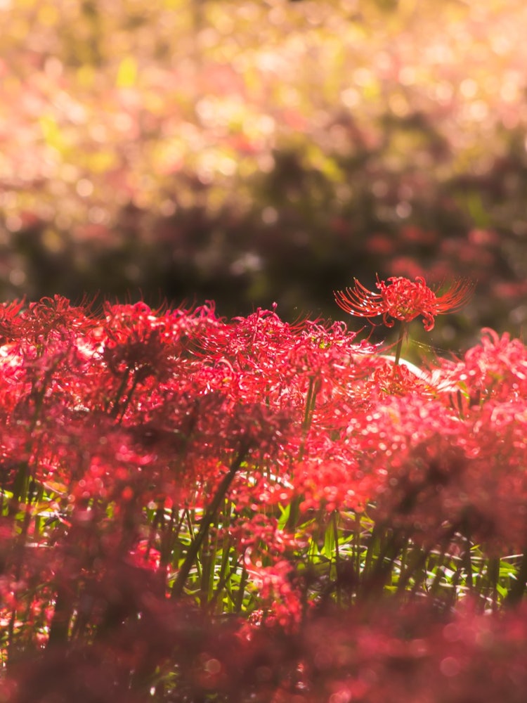 [相片1]秋天的到來說到秋天，我們傾向於關注秋天的葉子，但Higanbana也告訴我們秋天的開始。整個區域都是希根花，紅色的，彷彿上面鋪著紅地毯。這張照片拍攝於群馬縣宮山天然森林公園。當時正值傍晚，我能夠在紅色