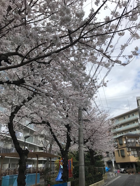 [Image1]It's finally starting to feel like spring.Loving the cherry blossoms around Tokyo already, it just n