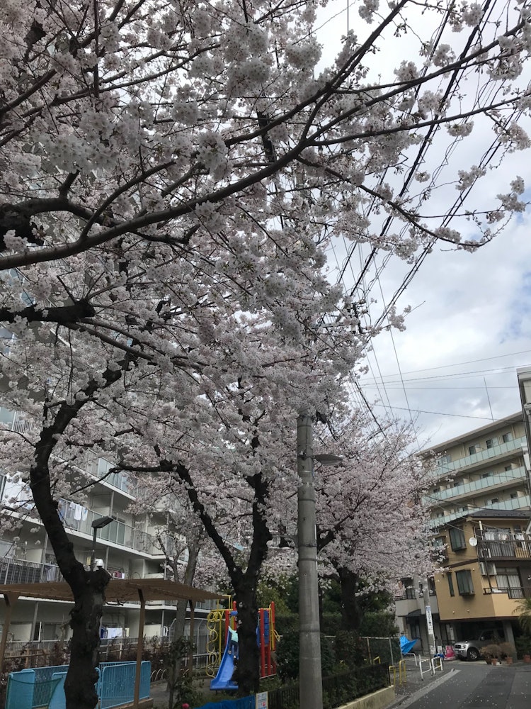 [相片1]终于开始感觉像春天了。已经喜欢东京周围的樱花了，只需要温暖一点。今年气温起伏不定，但也许这只是我的想象。希望这个周末我能出去，欣赏东京以外的更多景色。我不确定埼玉县的樱花盛开了多少，但我喜欢看到河津樱