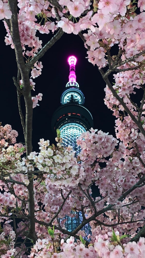 [이미지1]벚꽃 액자에 장식된 스카이 트리도쿄 스카이 트리