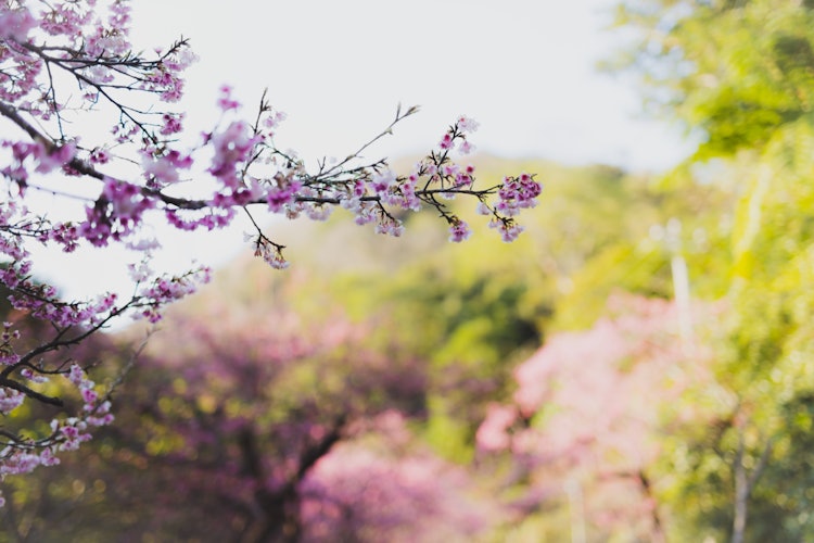 [相片1]沖繩的春天很難感受到，但日本的春天在「櫻花」一月仍然盛開，但你可以感受到春天的到來。