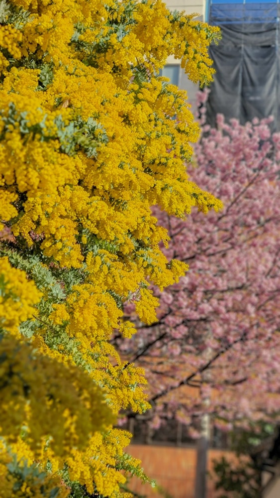 [相片1]在东京的鞍前神社拍摄。含羞草盛开，樱花还在盛开，所以粉红色和黄色的对比非常漂亮。