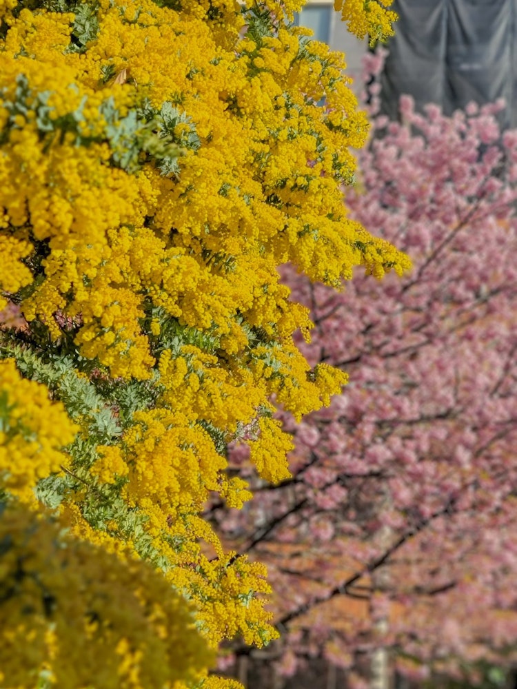 [相片1]在東京的鞍前神社拍攝。含羞草盛開，櫻花還在盛開，所以粉紅色和黃色的對比非常漂亮。