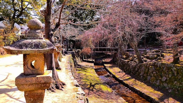 [画像1]宮島 / 広島 Miyajima/Hiroshima宮島といえば真っ先に厳島神社が思い浮かぶかもしれませんが美しい街並みや昔ながらの風景も楽しむことが出来ます！ 桜ももう時期開花です！ また厳島神社の
