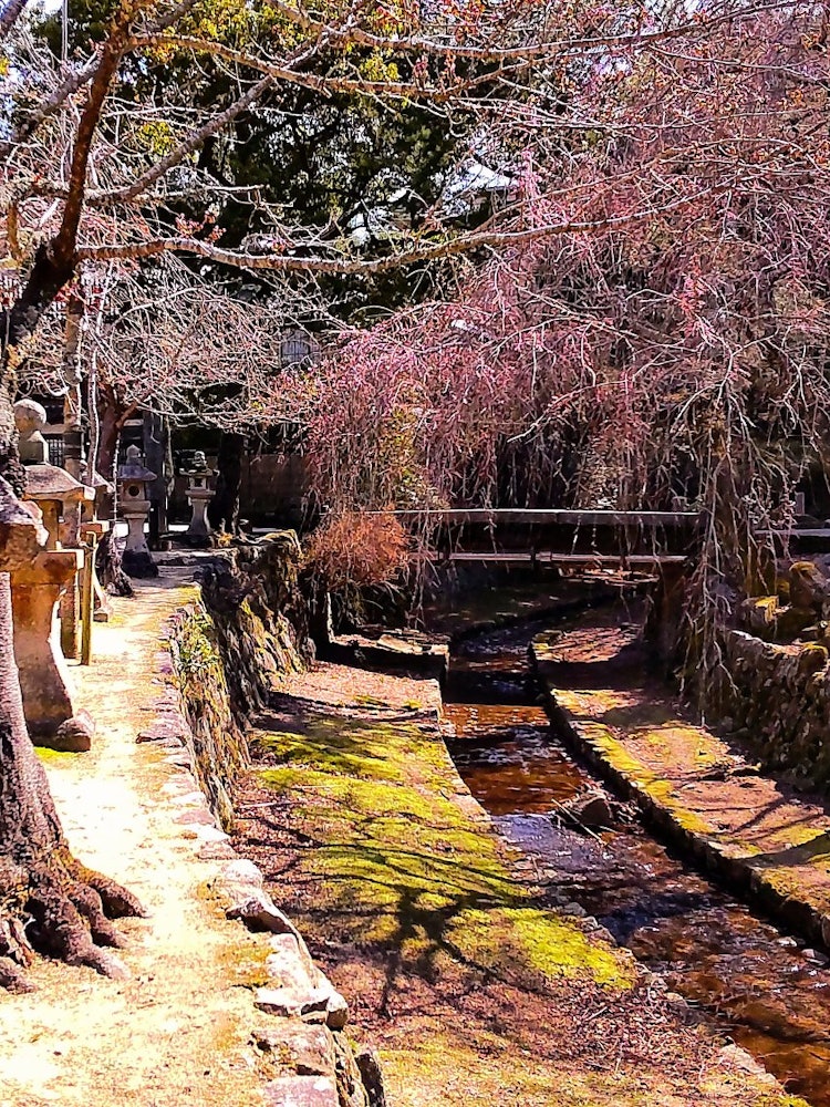 [Image1]Miyajima / Hiroshima Miyajima/HiroshimaWhen you think of Miyajima, Itsukushima Shrine may come to mi