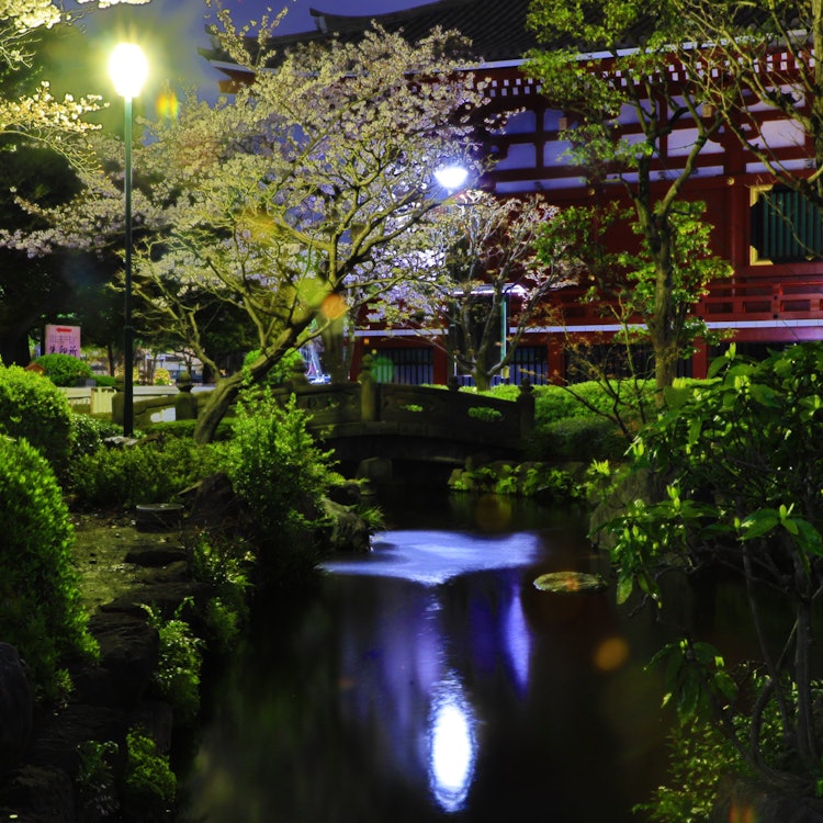 [画像1]ソメイヨシノが満開になる直前の浅草寺の庭園風景です。左奥に見えてる木がソメイヨシノです。昼間は沢山の観光客で賑わっていますが、夜中は人が居なくて静かです。街灯や照明が多くてそれを写らない様にすると桜の