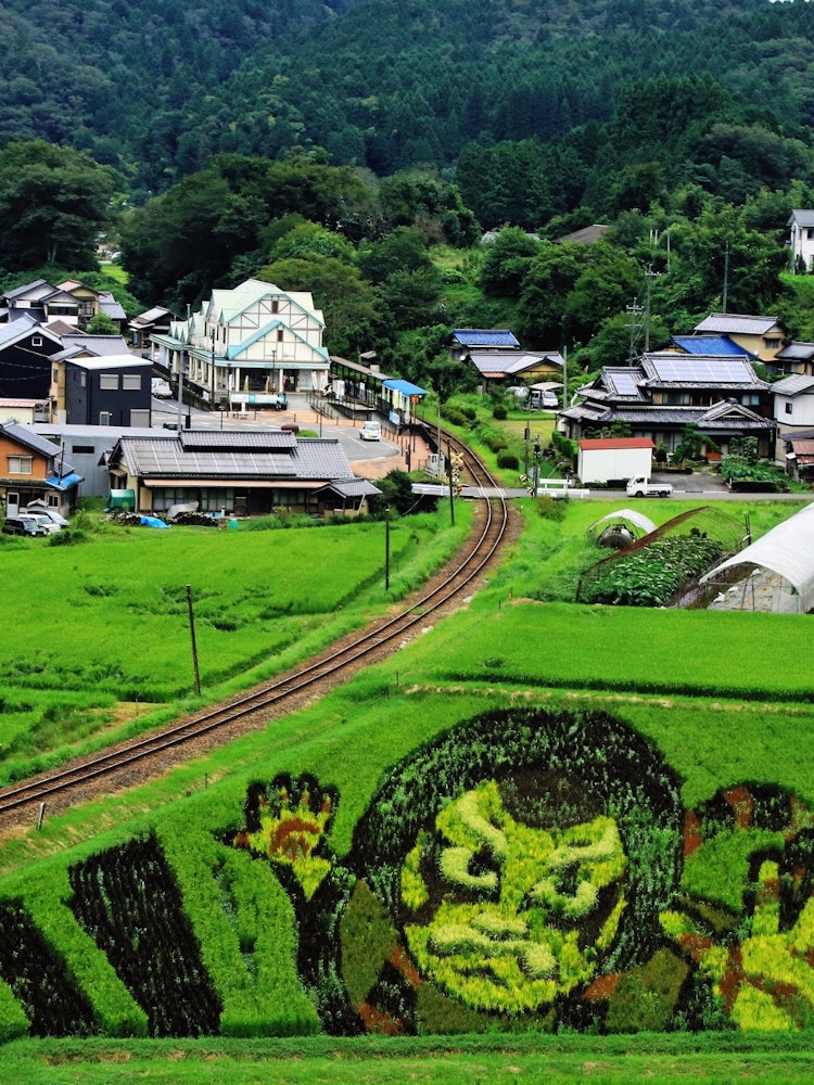 [Image1]I took a picture of the Gifu Prefecture Akechi Railway, Yamaoka rice field art, and a newly recorded