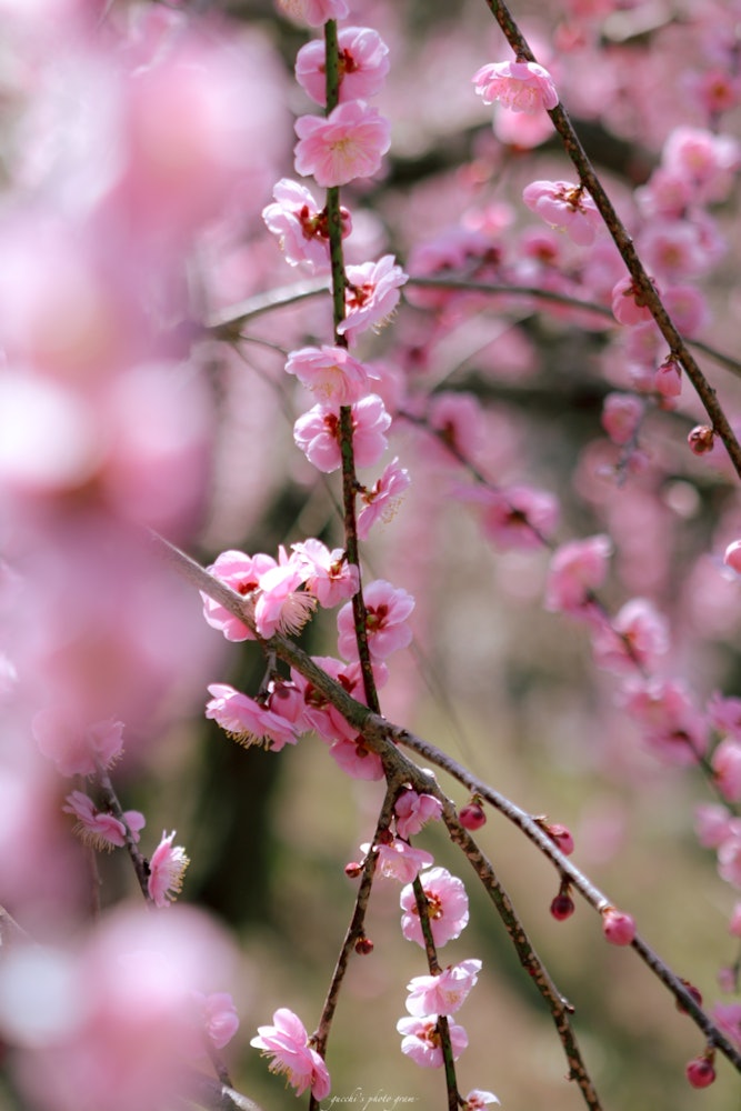 [画像1]去年にここ「大縣神社梅祭り」に訪れてすごく綺麗で春が来たなと感じさせるような風景でしたので今年も行きました。